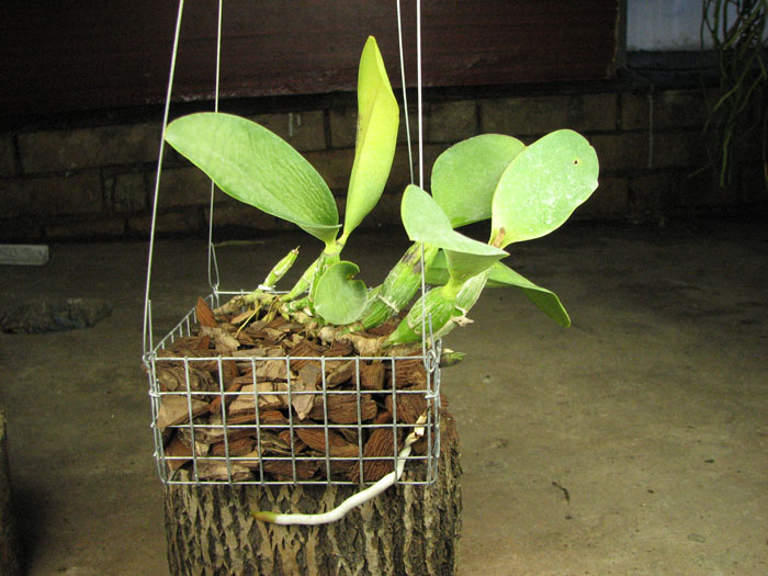 Laeliocattleya Aloha Case 'Ching Hua' (Mini Purple x walkeriana).jpg