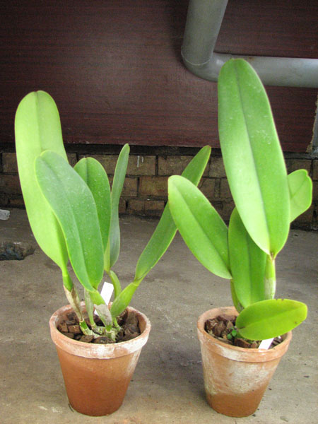 Brassolaeliocattleya Toshie Aoki 'Pizazz Subv OC'.jpg