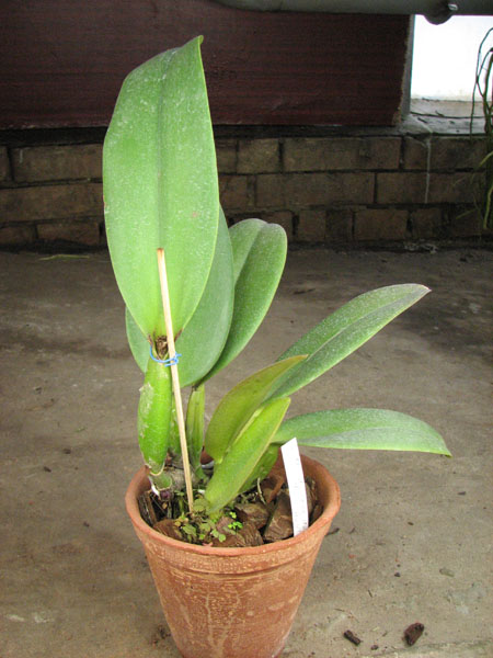 Brassolaeliocattleya Hsinying Home Run 'Ching Hua'.jpg