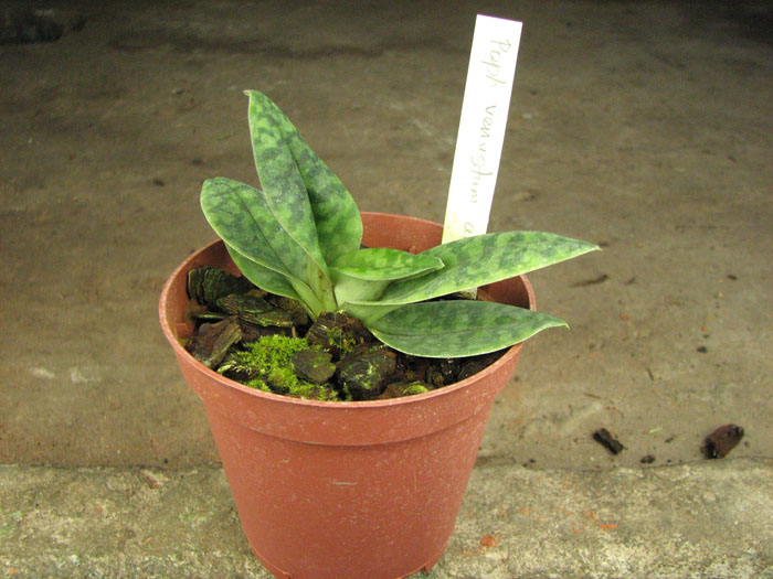 Paphiopedilum venustum alba.jpg