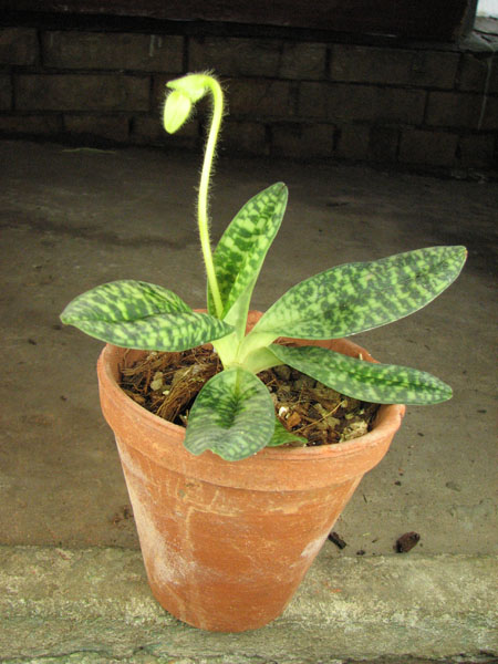 Paphiopedilum delenatii alba.jpg