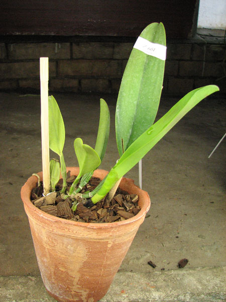 Cattleya rex x rex.jpg