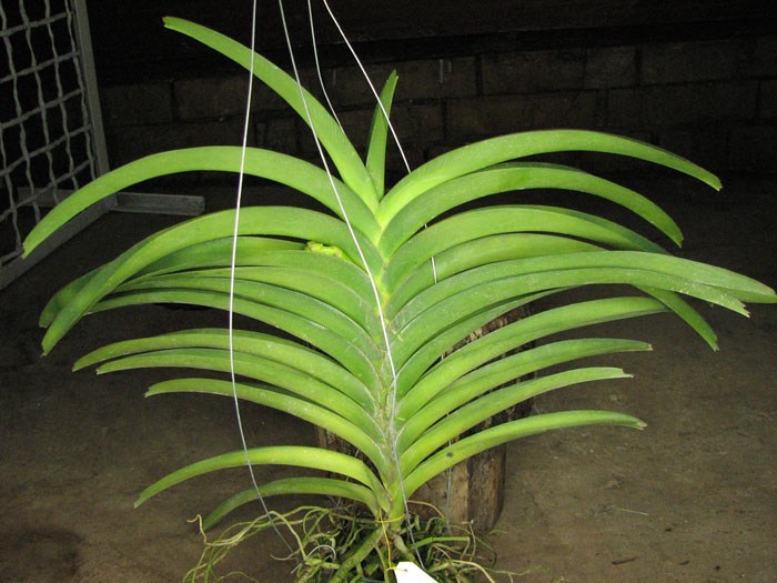 Ascocenda Medasand x Ascocenda Yip-Cua Chia Long.jpg