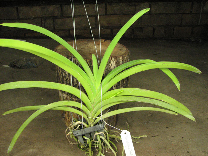 Vanda Robert Delight 'Pink Diamond'.jpg