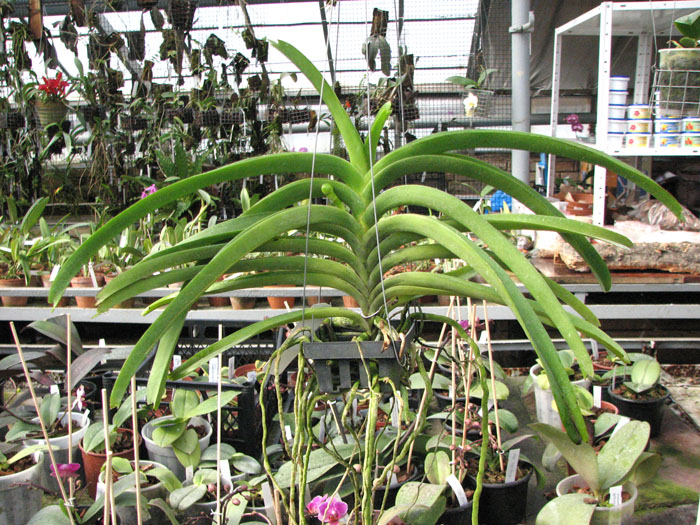 Ascocenda Krailerk x Vanda Wirat x Ascocenda Vilas.jpg