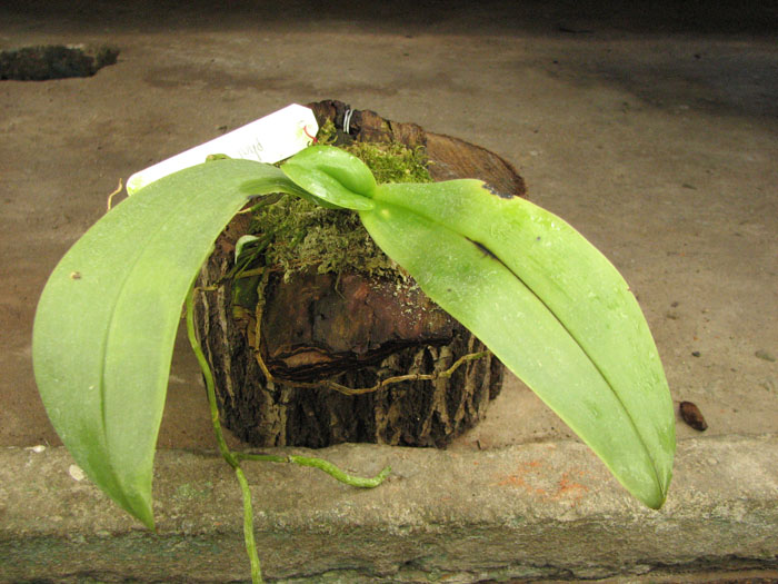 Phalaenopsis violacea 'Borneo'.jpg