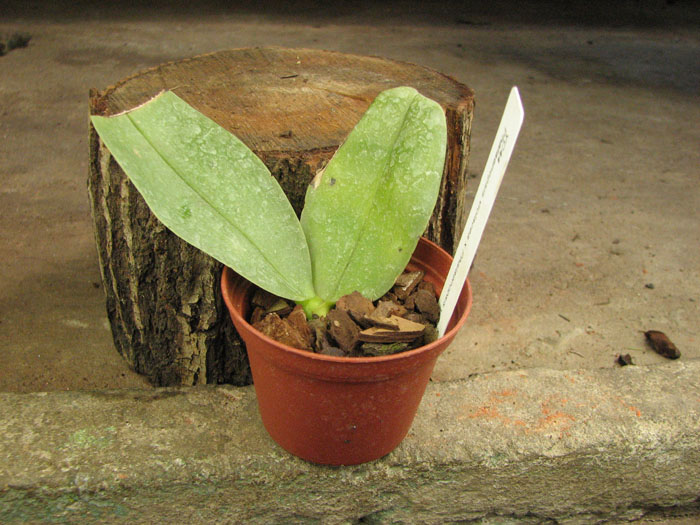 Phalaenopsis violacea x violacea.jpg