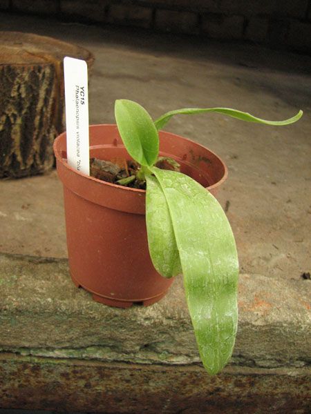 Phalaenopsis violacea 'Blue'.jpg