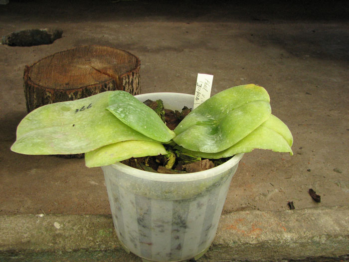 Phalaenopsis violacea (Japan).jpg