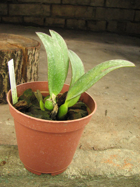 Laelia alaori x praestans.jpg