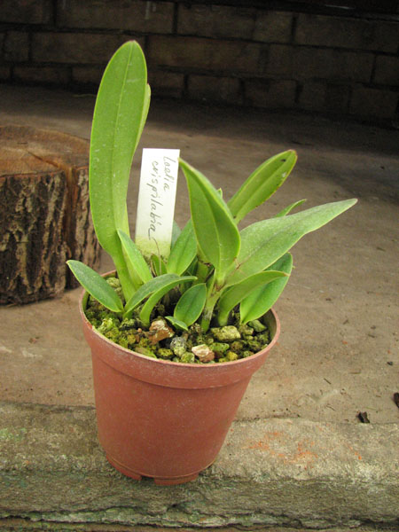 Laelia crispilabia.jpg