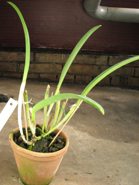 Brassavola fragans x Laeliocattleya Elizabeth Hearn.jpg