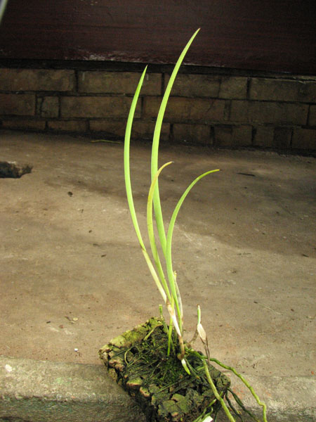 Brassavola cucullata.jpg