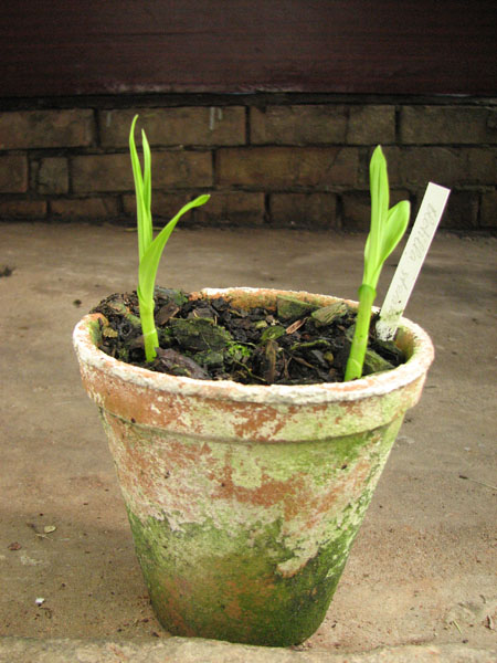 Bletilla striata alba.jpg