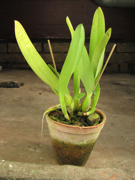 Laelia lobata alba.jpg