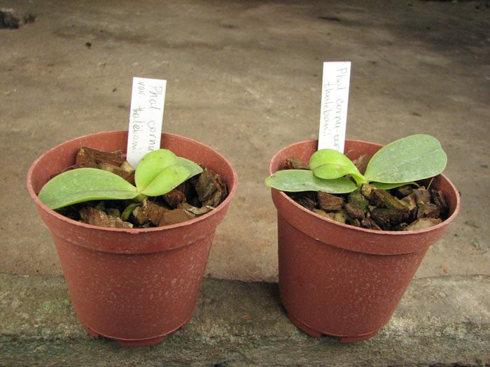 Phalaenopsis cornu cervi var thalebanii.jpg