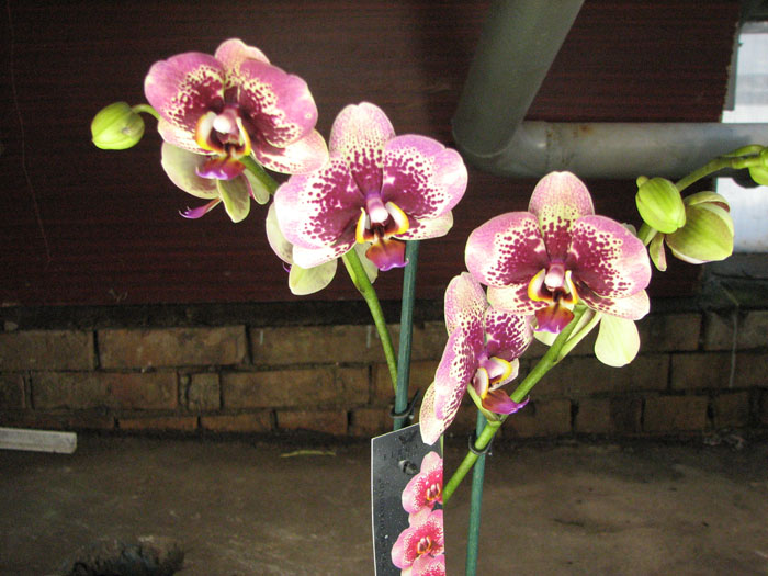 Phalaenopsis Elegant Dream Diamond.jpg