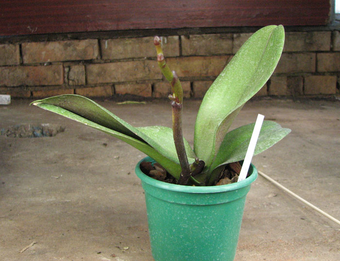 Doritaenopsis Taiwan Red Cat 'Red Cat'.jpg