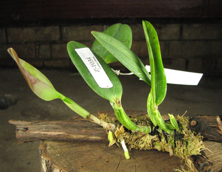Laelia alaori suave 'Binot' x Cattleya luteola 'Big Star'.jpg