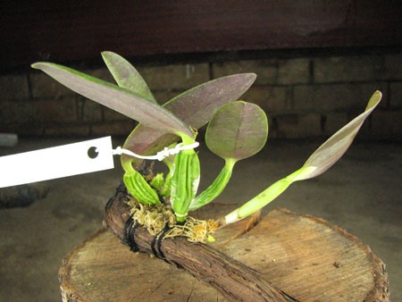 Laelia alaori suave 'Binot' x Cattleya luteola 'Big Star'1.jpg