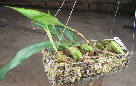 Coelogyne cristata var.jpg