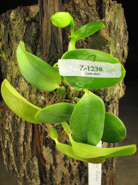 Laelia alaori alba 'Snow Flakes' x Laelia alaori alba 'SC'.jpg