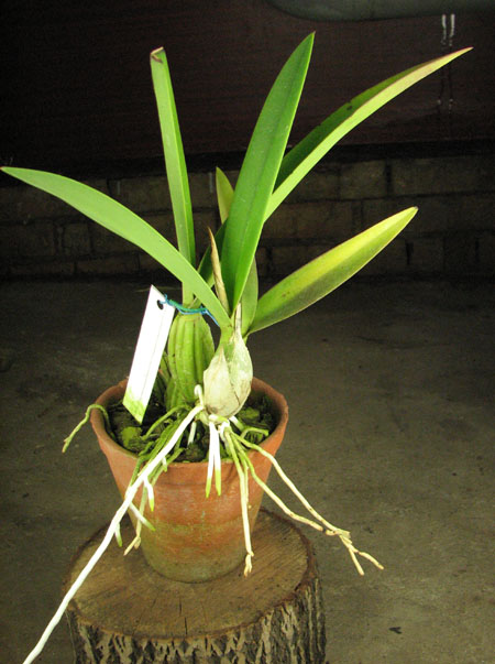Laelia gouldiana.jpg