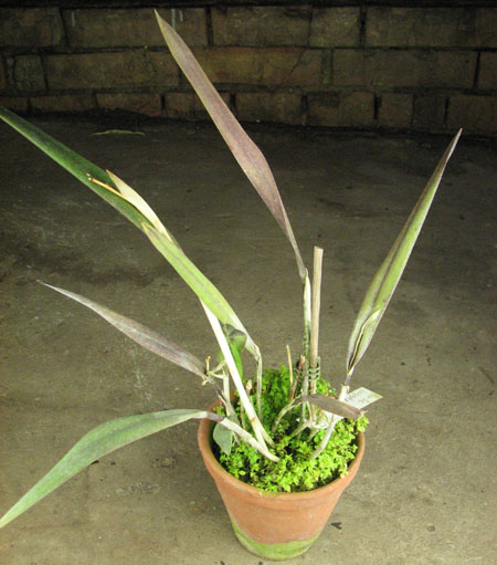 Laelia harpophylla.jpg