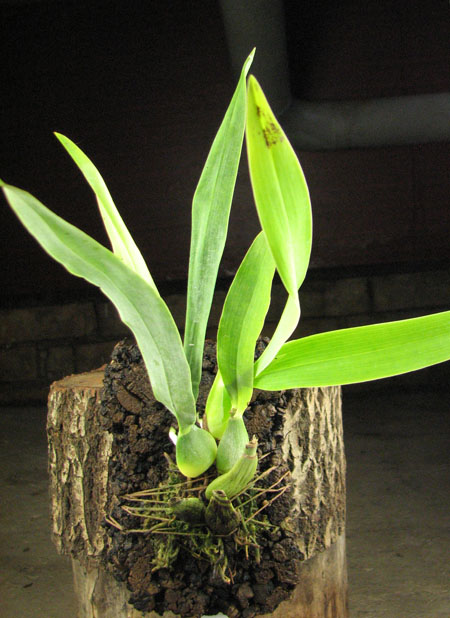 Prosthechea vitellina с цветоносами.jpg