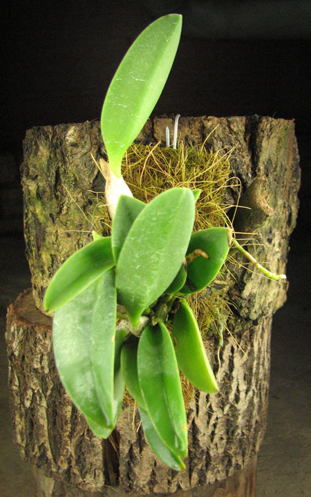 Laelia sincorana var.jpg