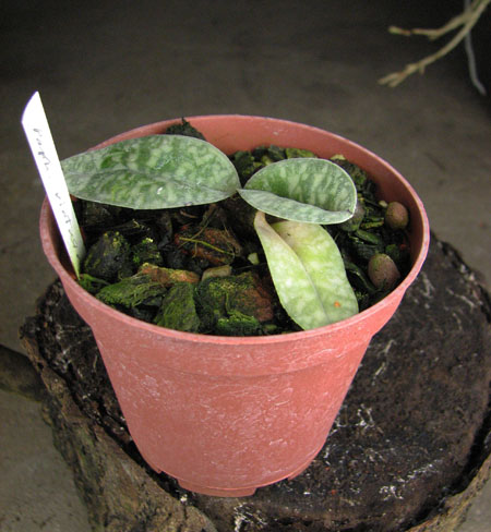 Paphiopedilum vietnamense.jpg
