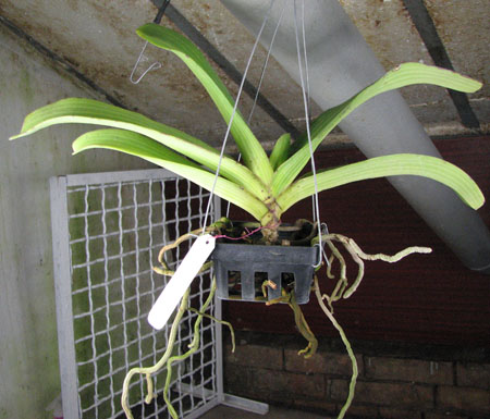 Rhynchostylis gigantea spot (FS).jpg
