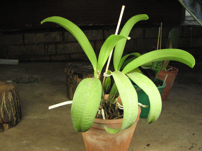 Lc Mini Song 'La Primera Morada' (Mini Purple x Mari's Song).jpg