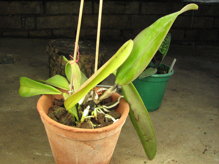 Laeliocattleya Joao Paulo Fontes x Brassolaeliocattleya Oconee Mendenhall.jpg