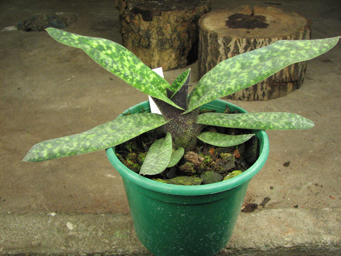Paphiopedilum Norito Hasegawa (malipoense x armeniacum).jpg