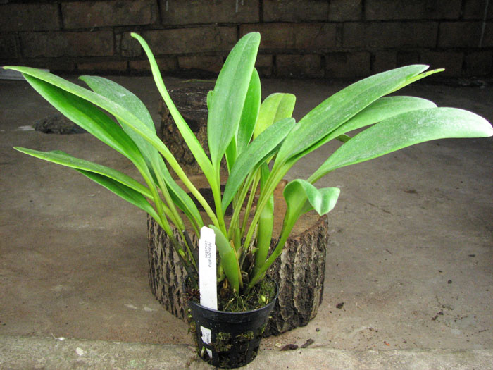 Masdevallia cerastes.jpg