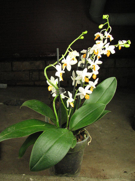 Phalaenopsis Mini Mark 'Maria Teresa'.jpg