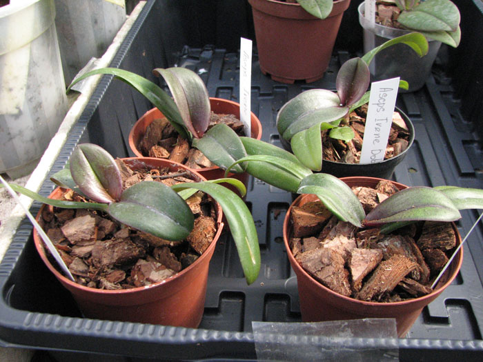 Asconopsis Irene Dobkin 'Elmhurst'.jpg