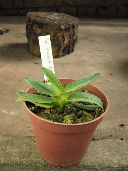 Paphiopedilum Delrosi 'In-Charm' x hangianum '#2'.JPG