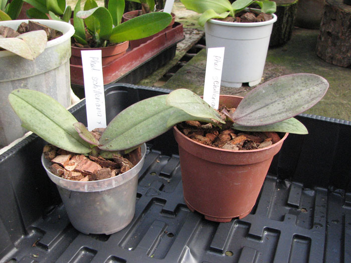 Phalaenopsis schilleriana x mannii.jpg