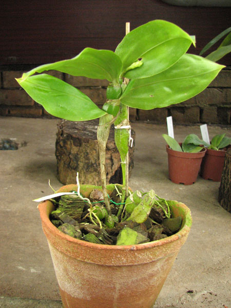 Dendrobium sulcatum.jpg