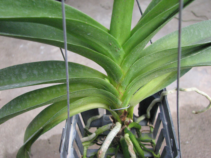 Vanda Pak Chong Blue.jpg
