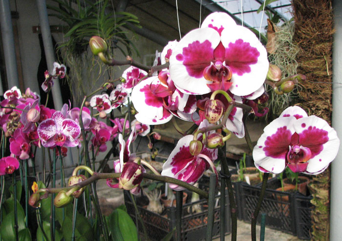 Phalaenopsis Elegant Selection.jpg