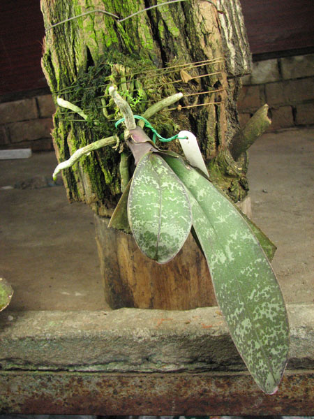 Phalaenopsis stuartiana.jpg