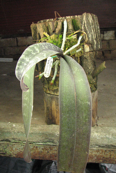 Phalaenopsis schilleriana.jpg