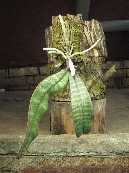 Phalaenopsis schilleriana.jpg