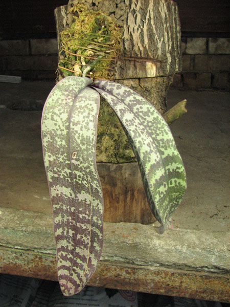 Phalaenopsis schilleriana.jpg