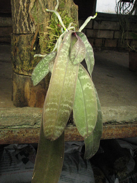 Phalaenopsis schilleriana.jpg