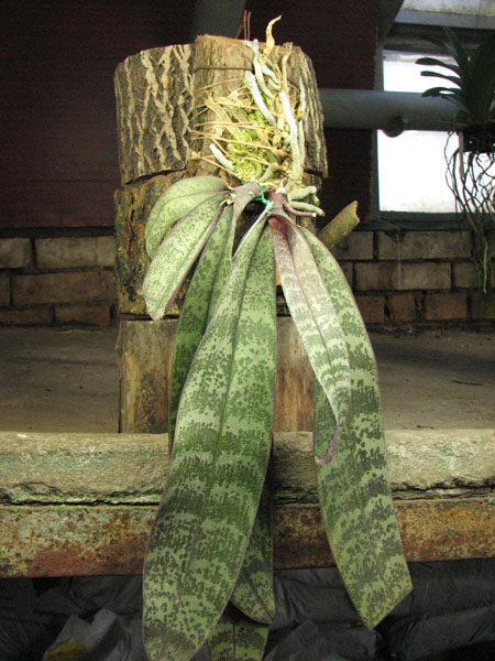 Phalaenopsis schilleriana.jpg