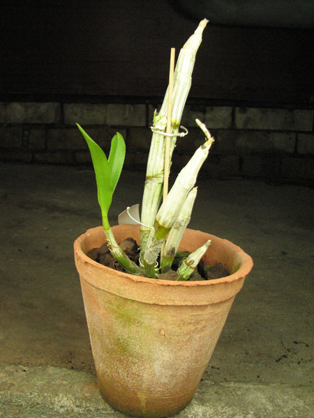 Dendrobium Doraemon.JPG